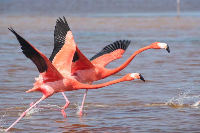 Saintes-Maries-de-la-Mer and the Camargue