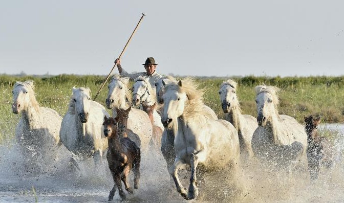 Saintes-Maries-de-la-Mer and the Camargue
